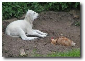 Picture of a lamb and a hen.